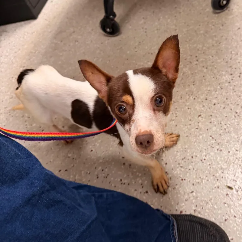 An adult small-sized male Chihuahua dog named Tim for adoption in Indianapolis, IN