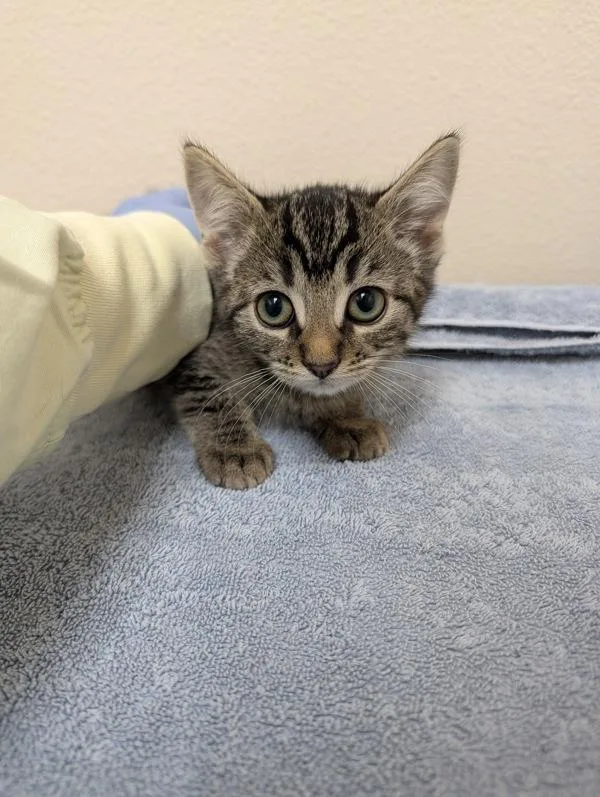 A baby small-sized female Domestic Short Hair cat named Iulia for adoption in Sherwood, OR