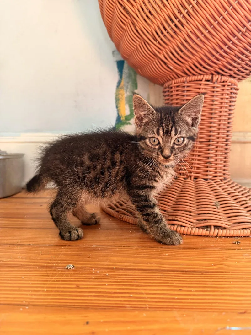 A baby medium-sized female Black Domestic Short Hair cat named Engine Light for adoption in Herndon, VA
