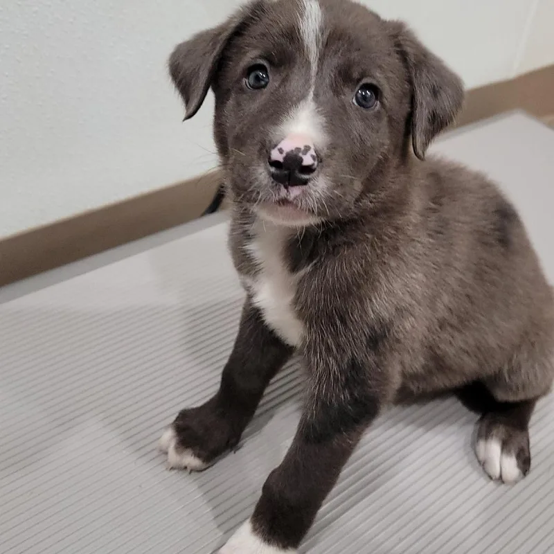 A baby medium-sized male Gray / Blue / Silver Cattle Dog dog named Freddie for adoption in Buchanan Dam, TX