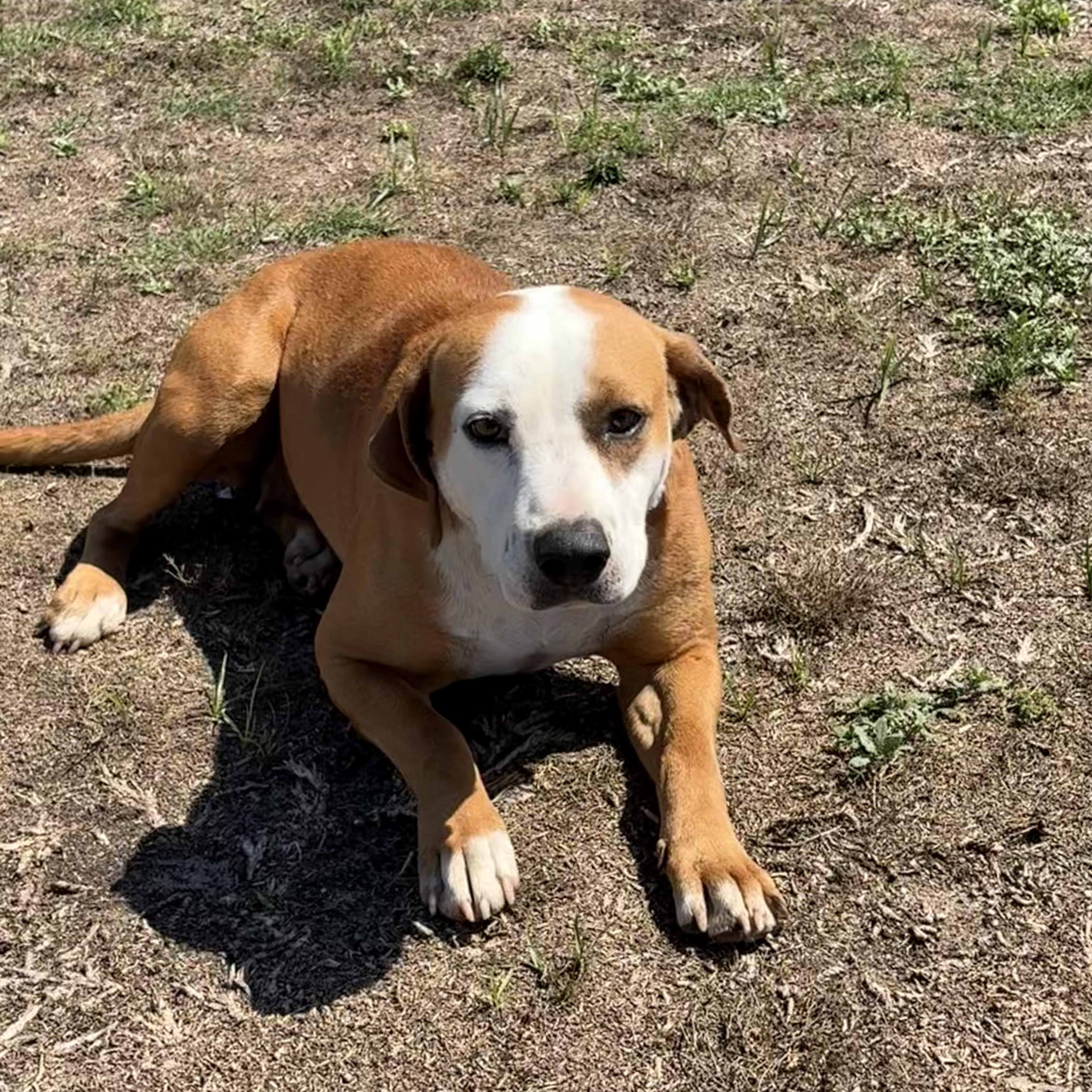 A young large-sized female Red / Chestnut / Orange Bulldog dog named Sunflower for adoption in Valdosta, GA
