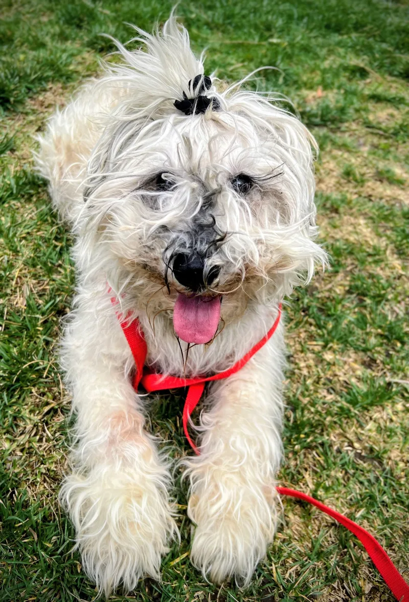 An adult small-sized male Schnauzer dog named Opie for adoption in Los Angeles, CA