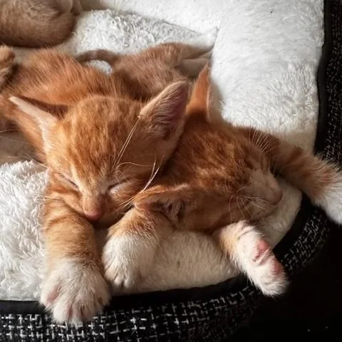 A baby small-sized male Tabby (Orange / Red) Domestic Short Hair cat named Simba for adoption in Milwaukee, WI