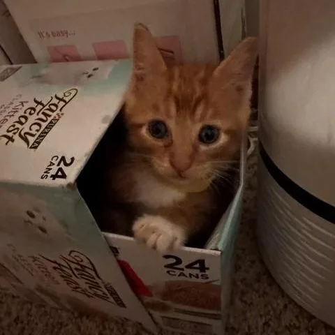 Simba thumbnail 3
