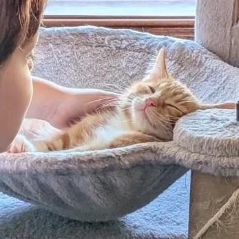 Simba thumbnail 4