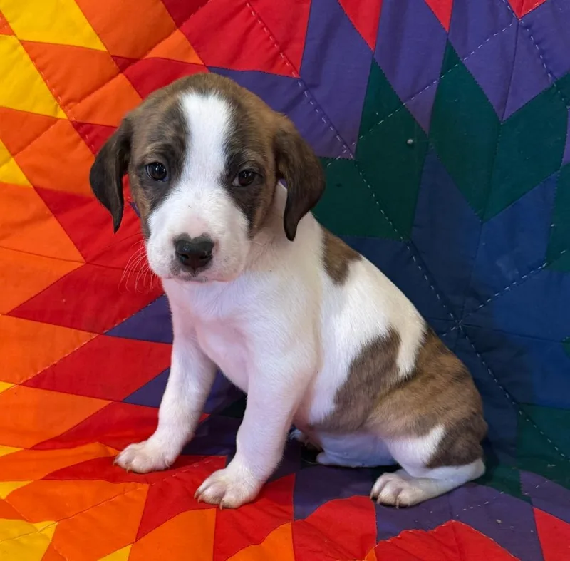 A baby small-sized male Mixed Breed dog named Crush for adoption in Hot Springs, SD