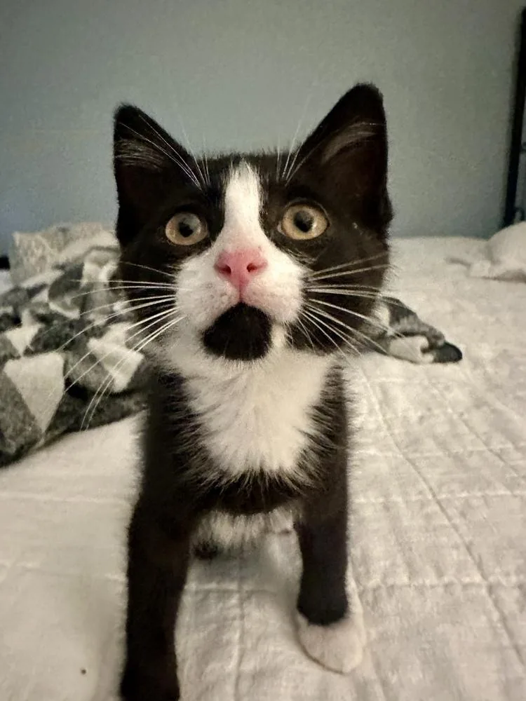 A baby small-sized male Black & White / Tuxedo Domestic Short Hair cat named Bob for adoption in Greensboro, NC