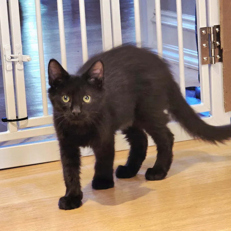 A baby large-sized male Black Maine Coon cat named Gunther for adoption in Woodbridge, NJ