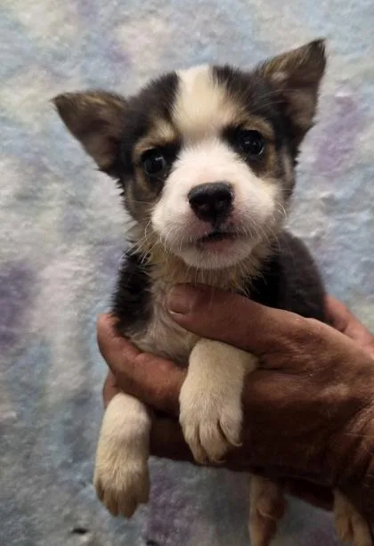 A baby small-sized female Siberian Husky dog named Roxy for adoption in Malvern, PA