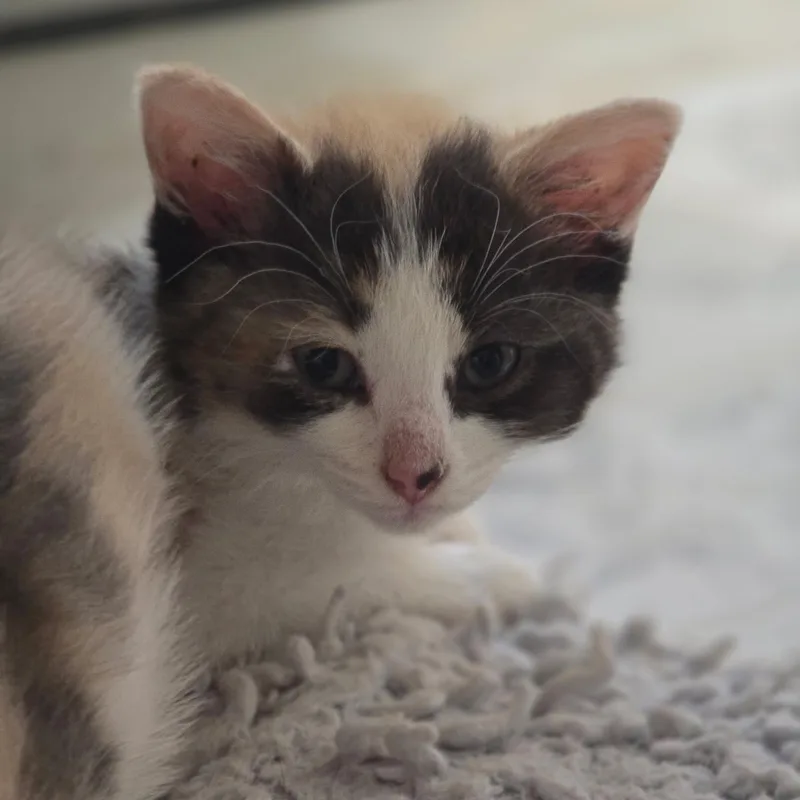 A baby small-sized female Calico Domestic Short Hair cat named Jamie Best Friends With for adoption in West Jefferson, OH