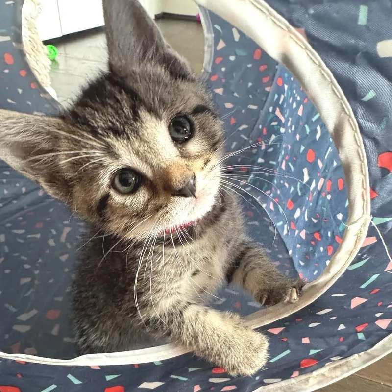 A baby small-sized male Domestic Short Hair cat named Bosc for adoption in Cumming, GA