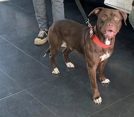 A young large-sized male Pit Bull Terrier dog named Jaime for adoption in Santa Monica, CA