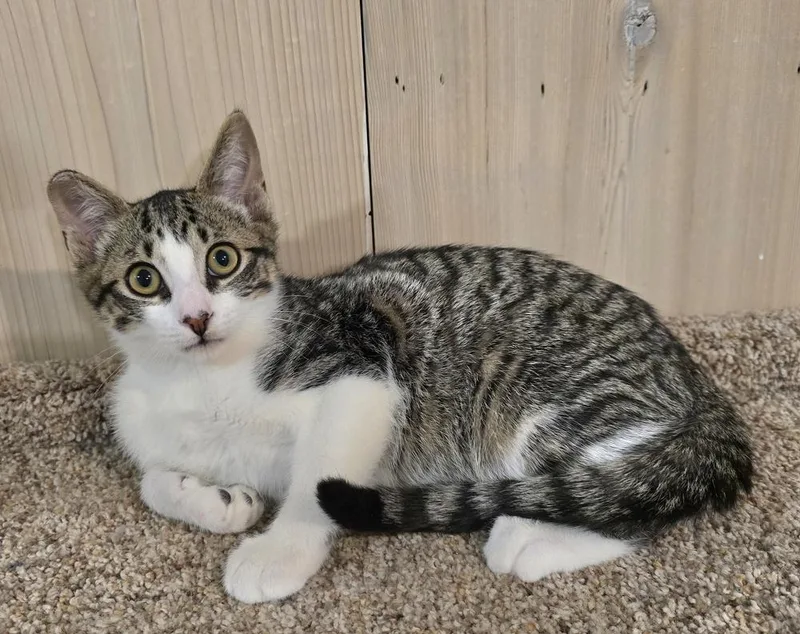 A baby small-sized male Brown / Chocolate Domestic Short Hair cat named Paddie for adoption in Vancouver, WA