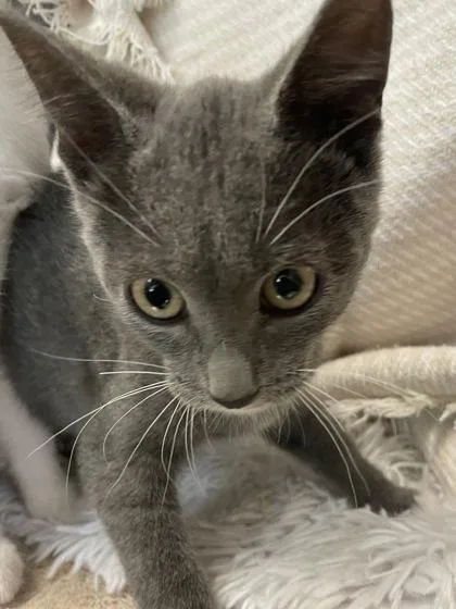 A baby small-sized male Domestic Short Hair cat named Mildly Hangry for adoption in Independence, MO