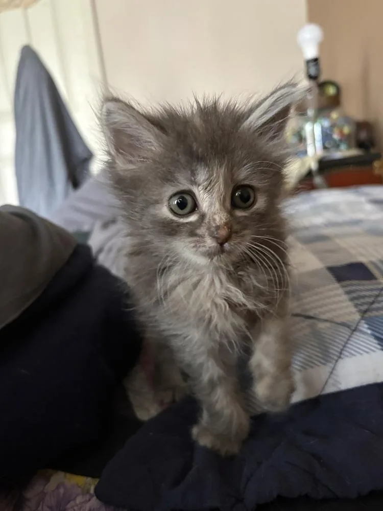 A young small-sized female Gray & White Domestic Short Hair cat named Gemma for adoption in Tampa, FL