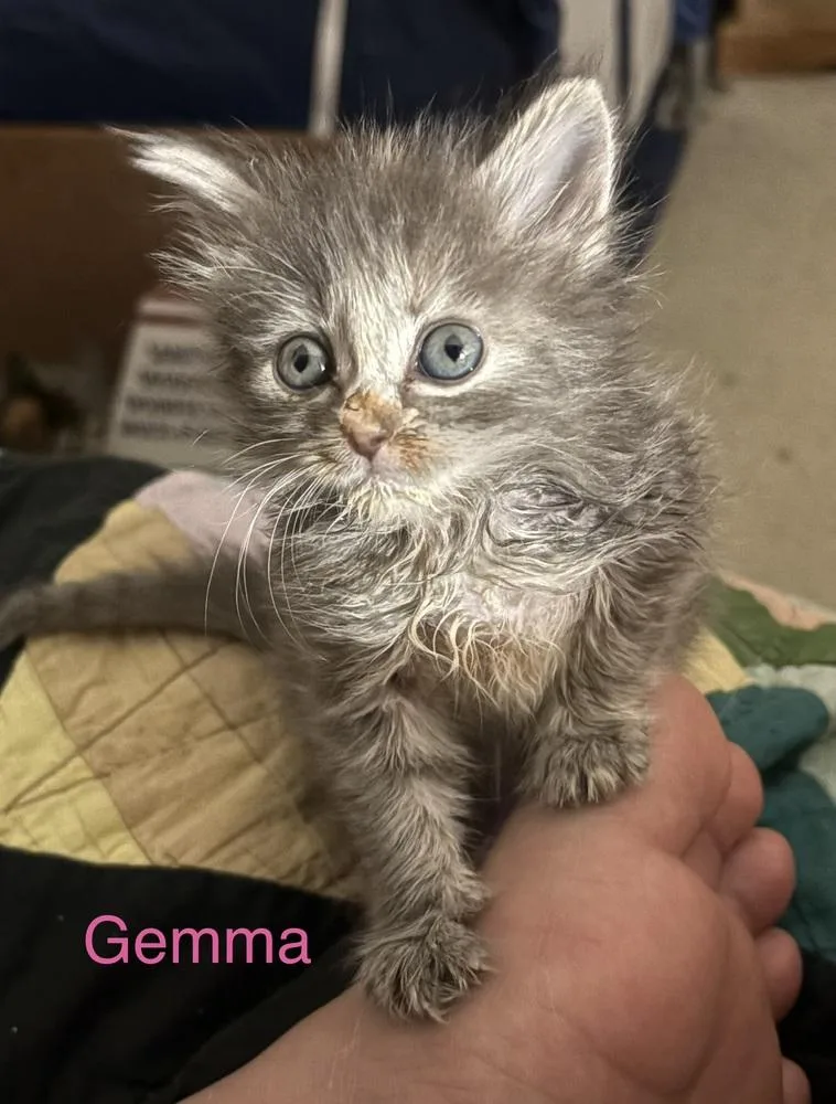 Gemma thumbnail 2