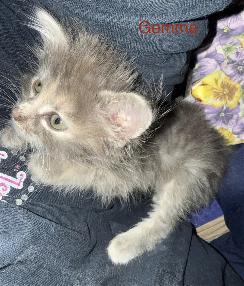 Gemma thumbnail 3