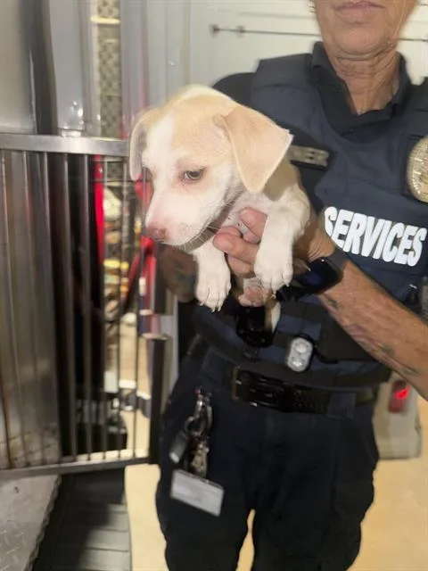 A baby small-sized female Mixed Breed dog named Lady for adoption in Dallas, TX