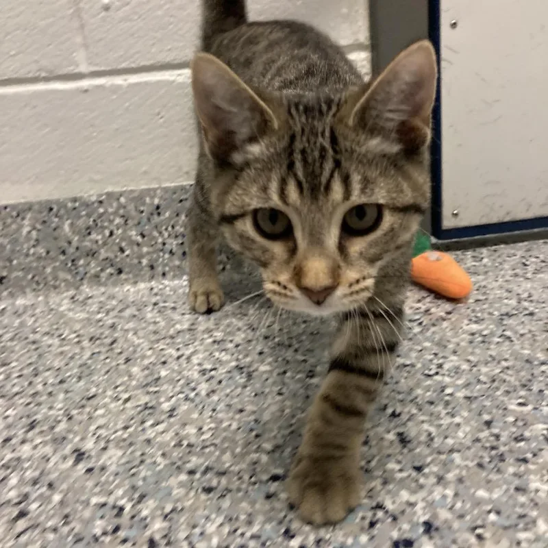 A baby small-sized female Brown / Chocolate Domestic Short Hair cat named Lisa for adoption in Dayton, OH
