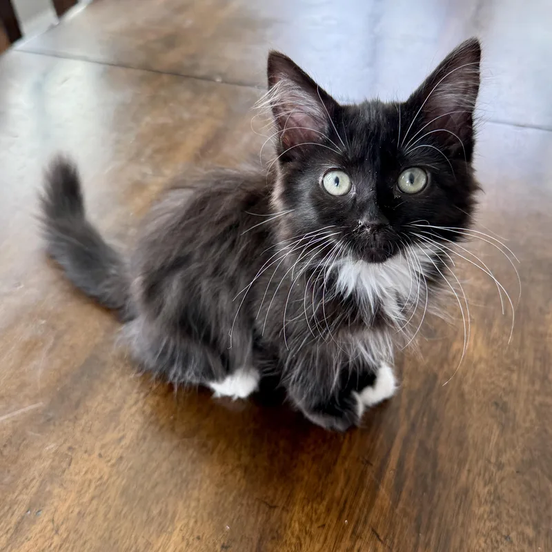 A baby medium-sized male Black & White / Tuxedo Domestic Medium Hair cat named Creamy Italian for adoption in Richmond, VA