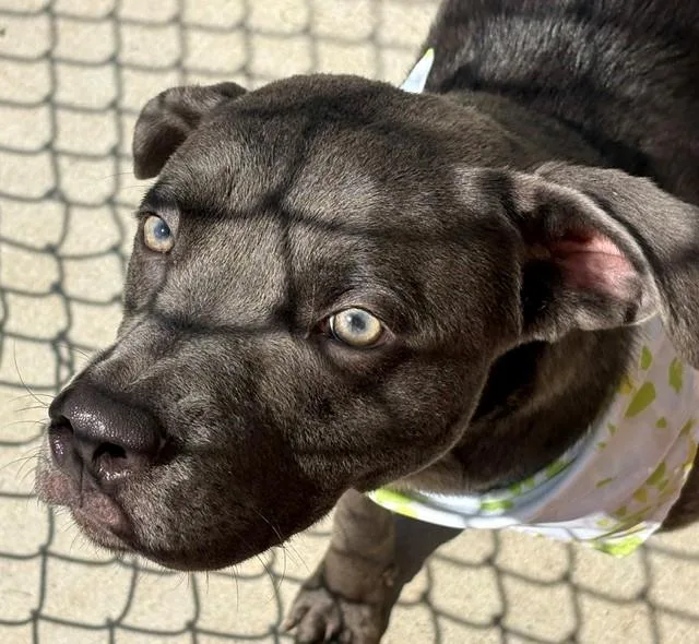 A young medium-sized male Labrador Retriever dog named Rover for adoption in Tulsa, OK
