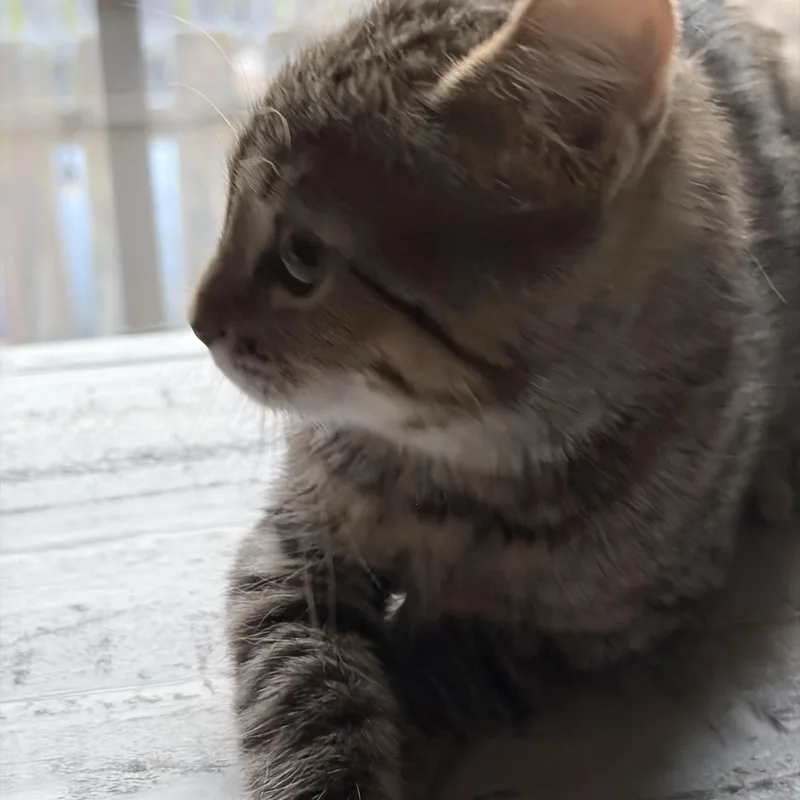 A baby medium-sized male Tabby (Gray / Blue / Silver) Tabby cat named Shaggy for adoption in Independence, OH