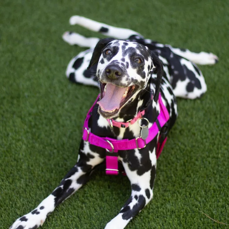A young medium-sized female Dalmatian dog named Sprinkles for adoption in Cumming, GA