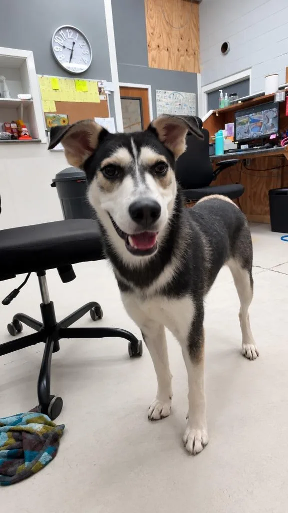 A young medium-sized male Husky dog named Emmett for adoption in Findlay, OH