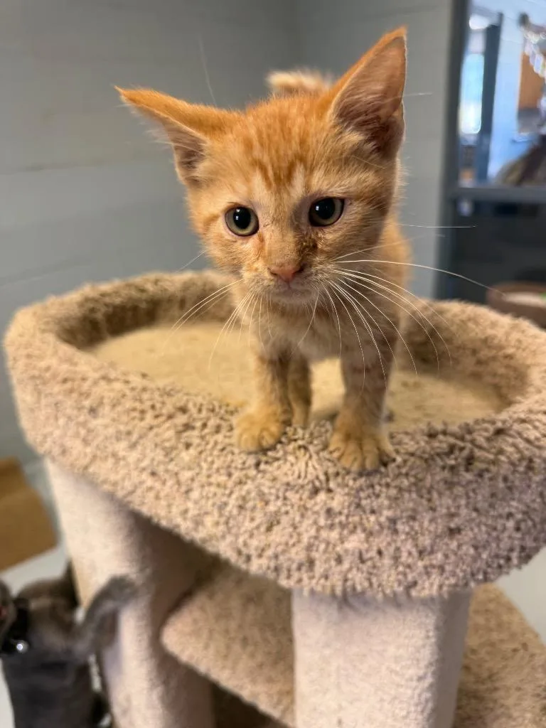 A baby small-sized male Domestic Short Hair cat named Nermel for adoption in Greenwood, MS
