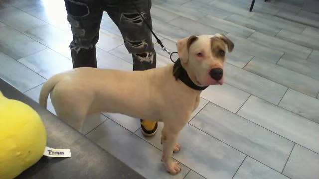 A young large-sized female Pit Bull Terrier dog named Pup Tart for adoption in Charlotte, NC