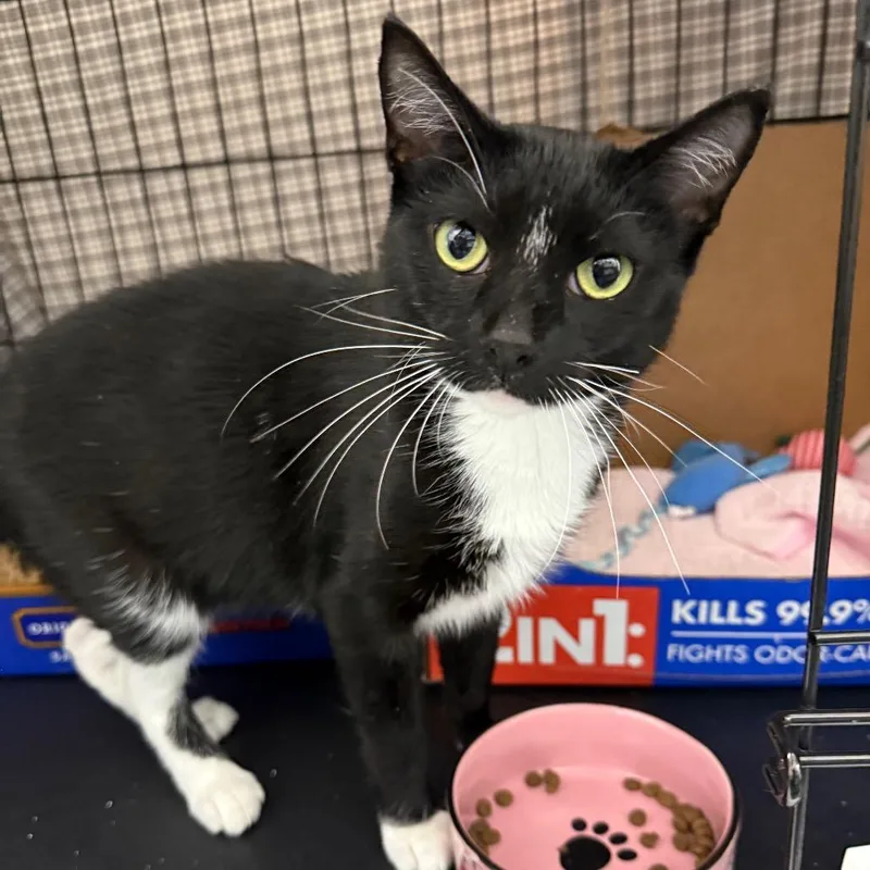 An adult medium-sized female Domestic Short Hair cat named Baby for adoption in Bismarck, ND