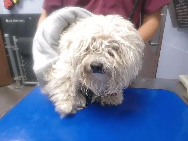 An adult small-sized male Poodle dog named Flynn for adoption in Phoenix, AZ