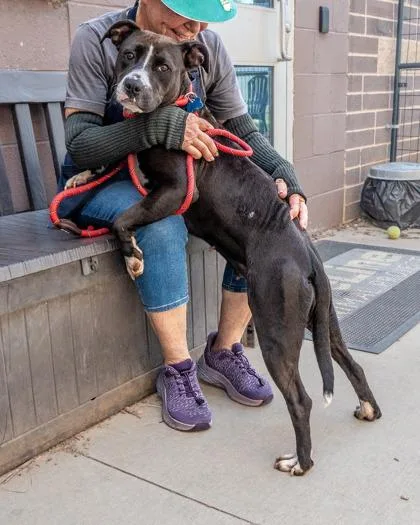 An adult large-sized female Mixed Breed dog named Peridot for adoption in Chamblee, GA