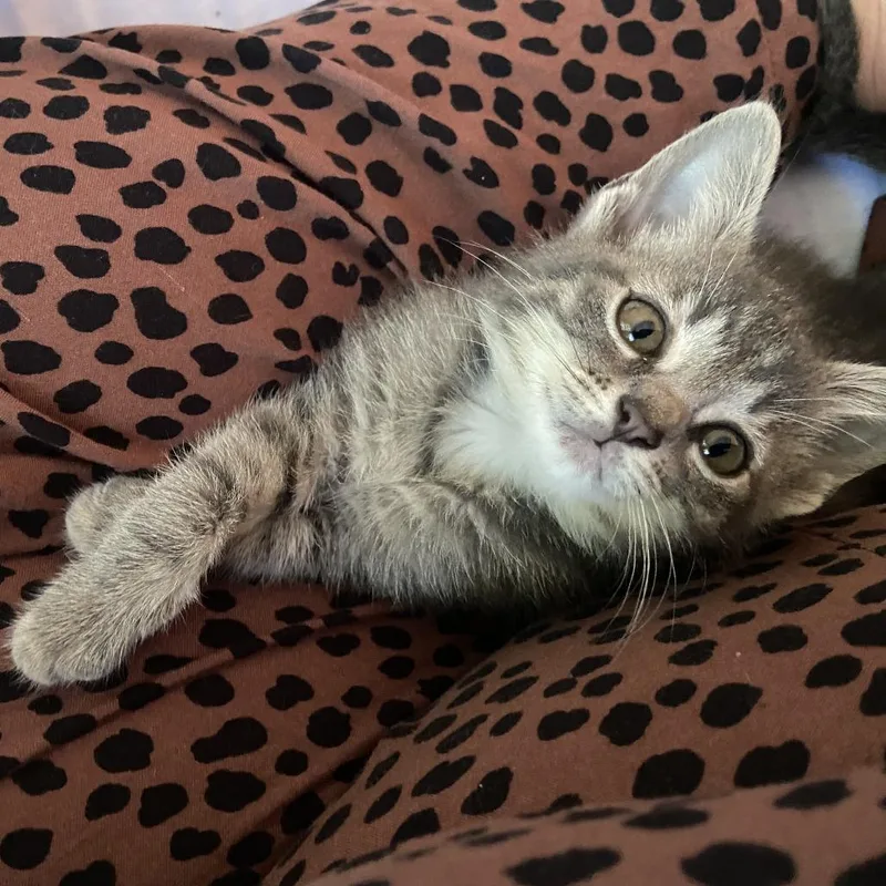 A baby small-sized female Torbie Domestic Short Hair cat named Ballet for adoption in Evanston, IL