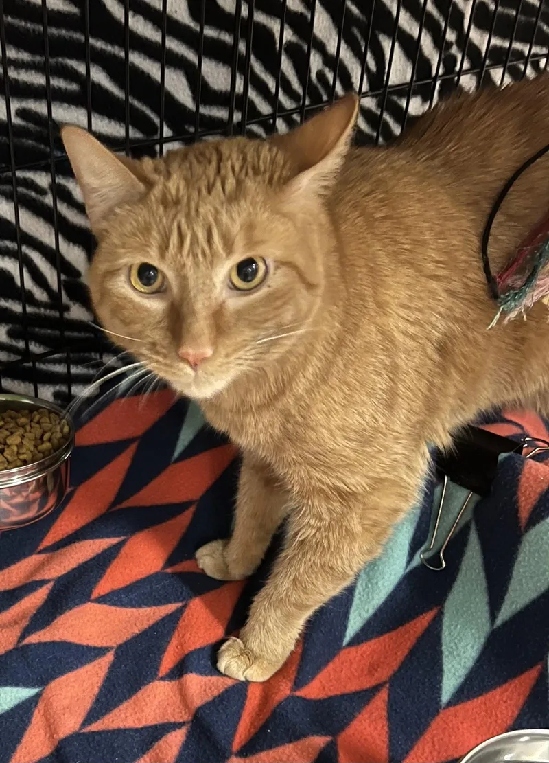 A young medium-sized male Orange / Red Domestic Short Hair cat named Boocee for adoption in Blasdell, NY