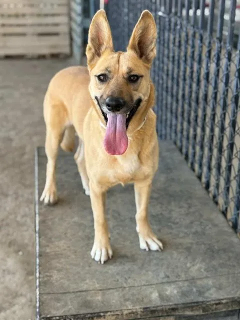 An adult large-sized female German Shepherd Dog dog named Lilly for adoption in Riverside, CA