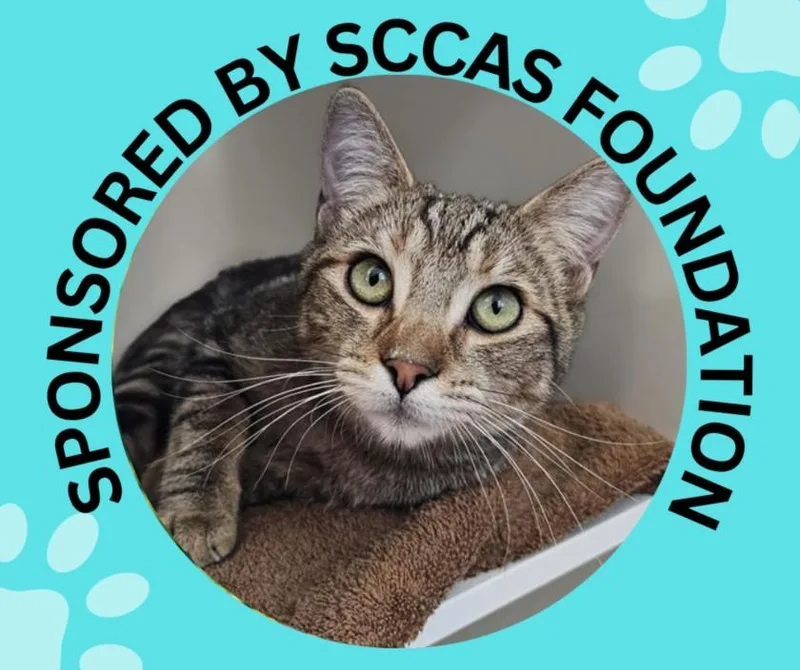 A young small-sized female Domestic Short Hair cat named Juniper for adoption in Santa Cruz, CA
