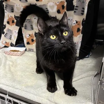An adult small-sized female Domestic Short Hair cat named Naomi for adoption in Wheaton, IL