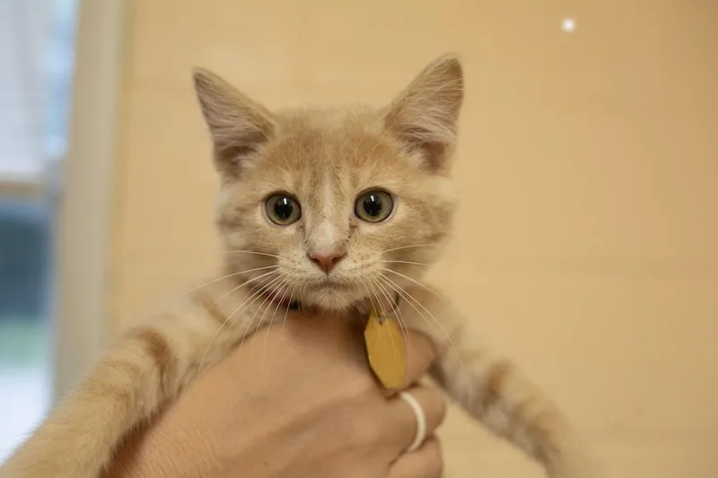 A baby small-sized female Buff / Tan / Fawn Domestic Short Hair cat named Firecracker for adoption in Mountain Home, AR