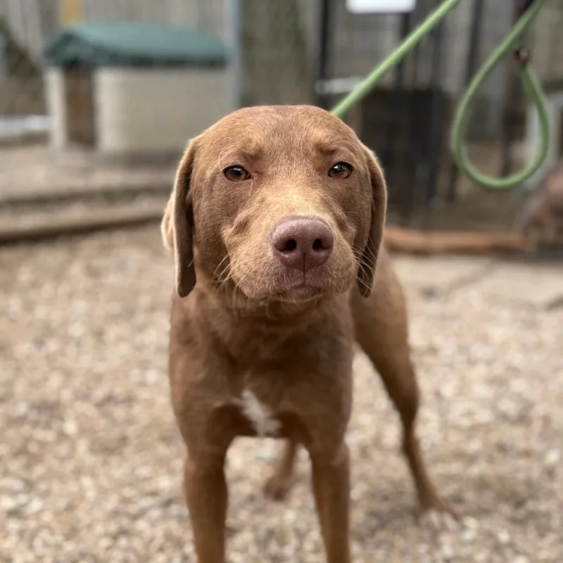 An adult medium-sized female Brown / Chocolate Chocolate Labrador Retriever dog named Vivienne for adoption in Madison, WI