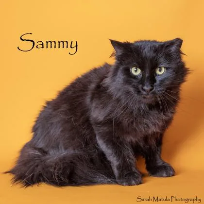 Sammy