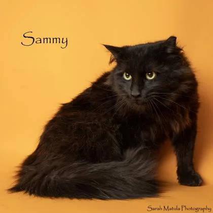 Sammy thumbnail 2
