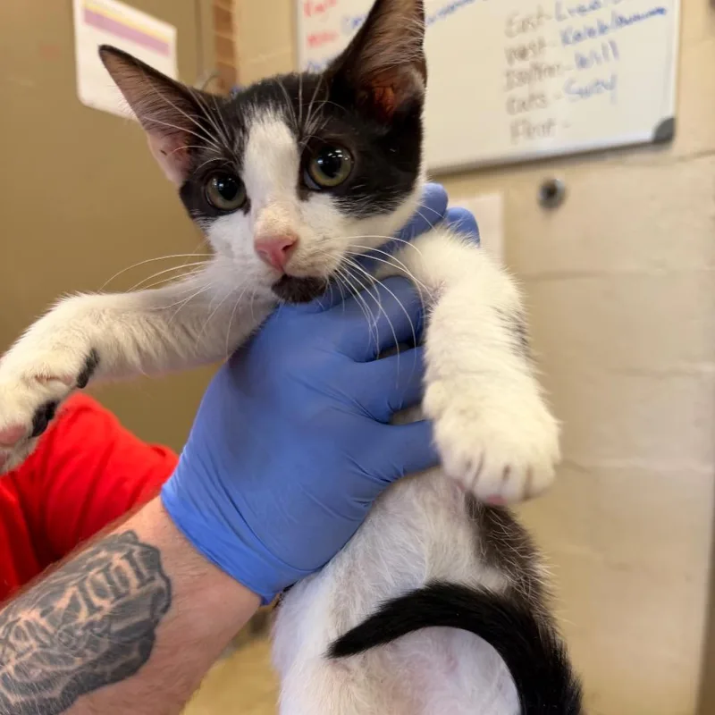 A baby small-sized male Black Domestic Short Hair cat named Silas for adoption in Birmingham, AL