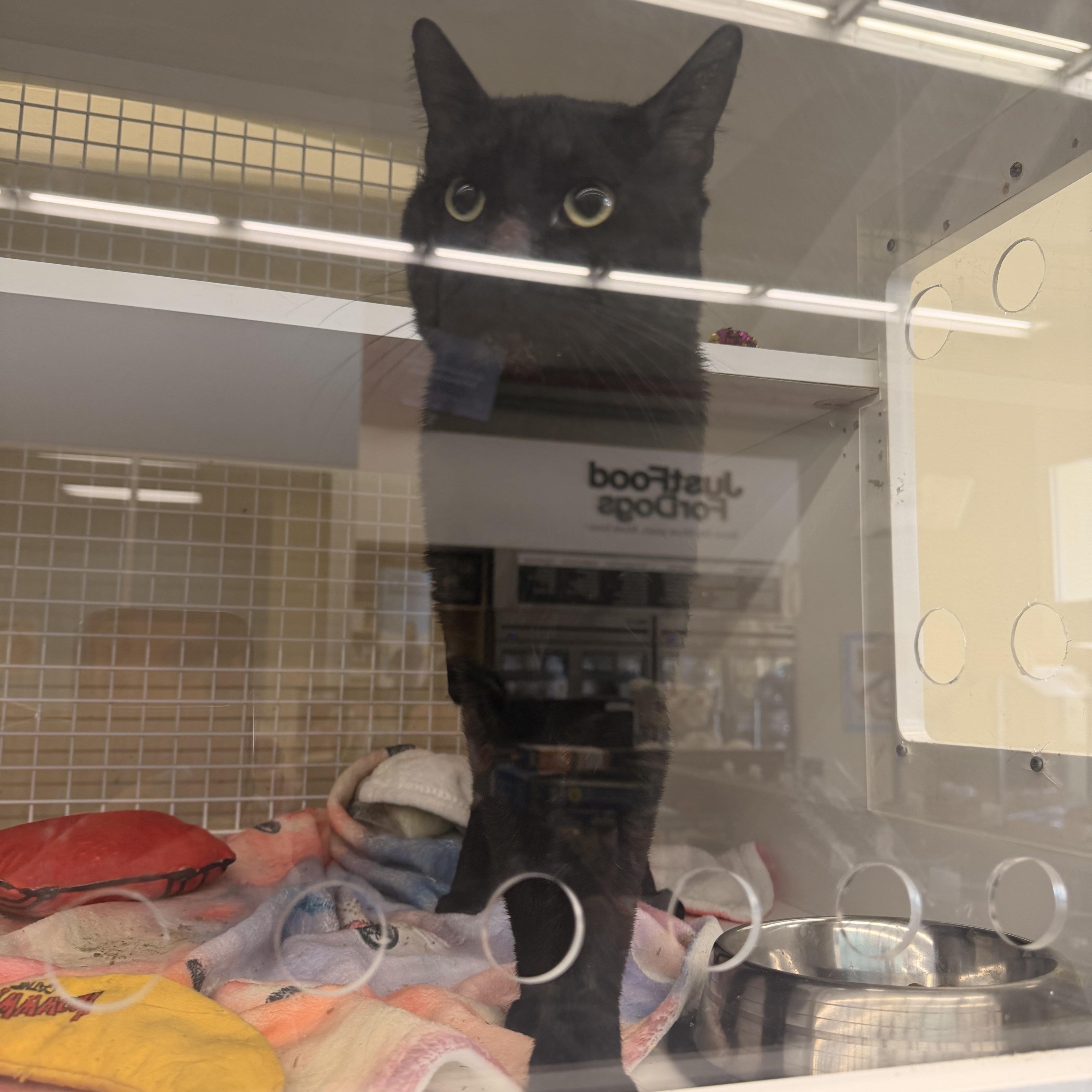 An adult medium-sized male Bombay cat named Midnight for adoption in New York, NY