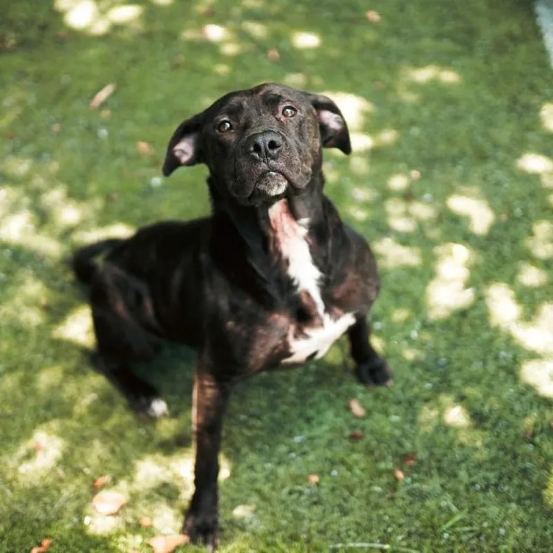 An adult large-sized female Tricolor (Brown, Black, & White) Pit Bull Terrier dog named Roxy for adoption in Hartsville , TN