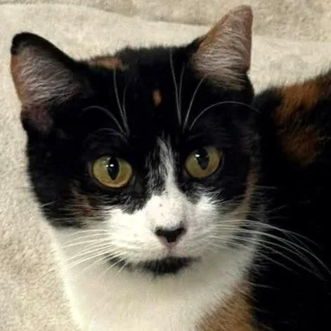 Mama Callie thumbnail 2