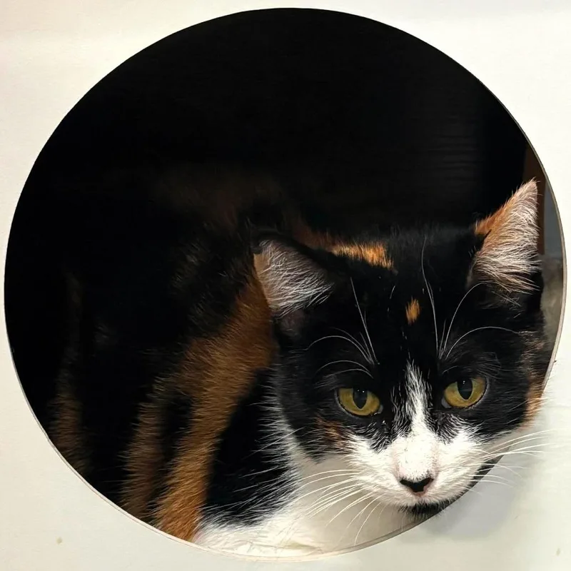 Mama Callie thumbnail 3