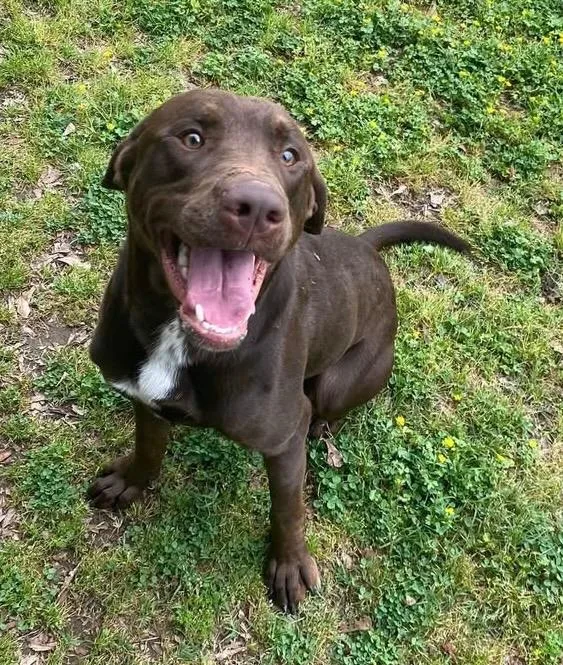 An adult large-sized male Labrador Retriever dog named Kaine for adoption in Little Rock, AR