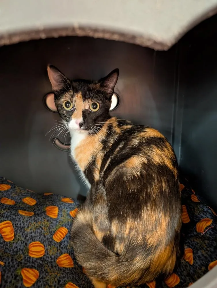 A baby small-sized female Black & White / Tuxedo Domestic Short Hair cat named Remi for adoption in Tucson, AZ