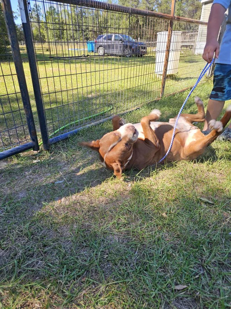 An adult medium-sized male Red / Chestnut / Orange Pit Bull Terrier dog named Milo for adoption in Panama city, FL